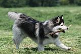 CHIEN FINNOIS DE LAPONIE 148
